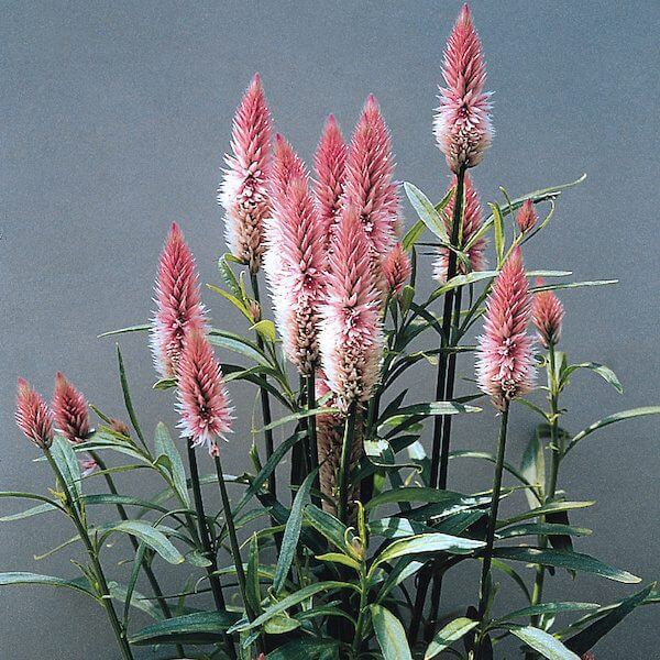 Celosia-Flamingo-Feather-600-72dpi.jpeg