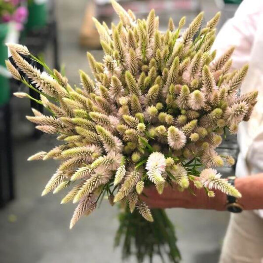 Celosia Flamingo Feather 600x600