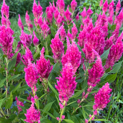 Celosia, Plume, Sunday Bright Pink