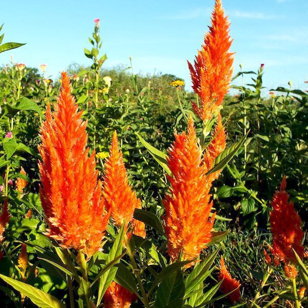 Celosia Plume Sunday Orange