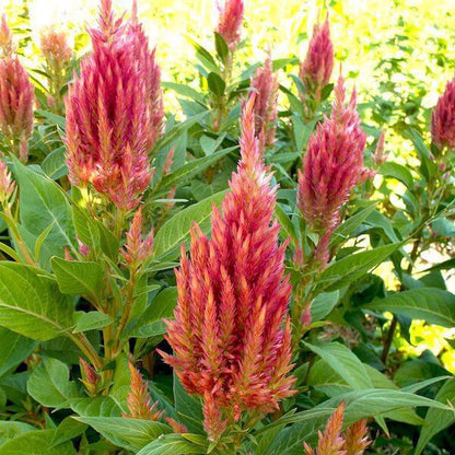 Celosia Sunday Pink