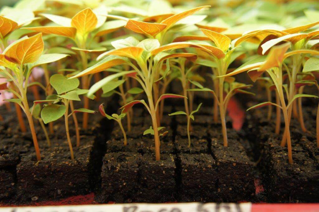 Celosia cockscomb started in soil blocks