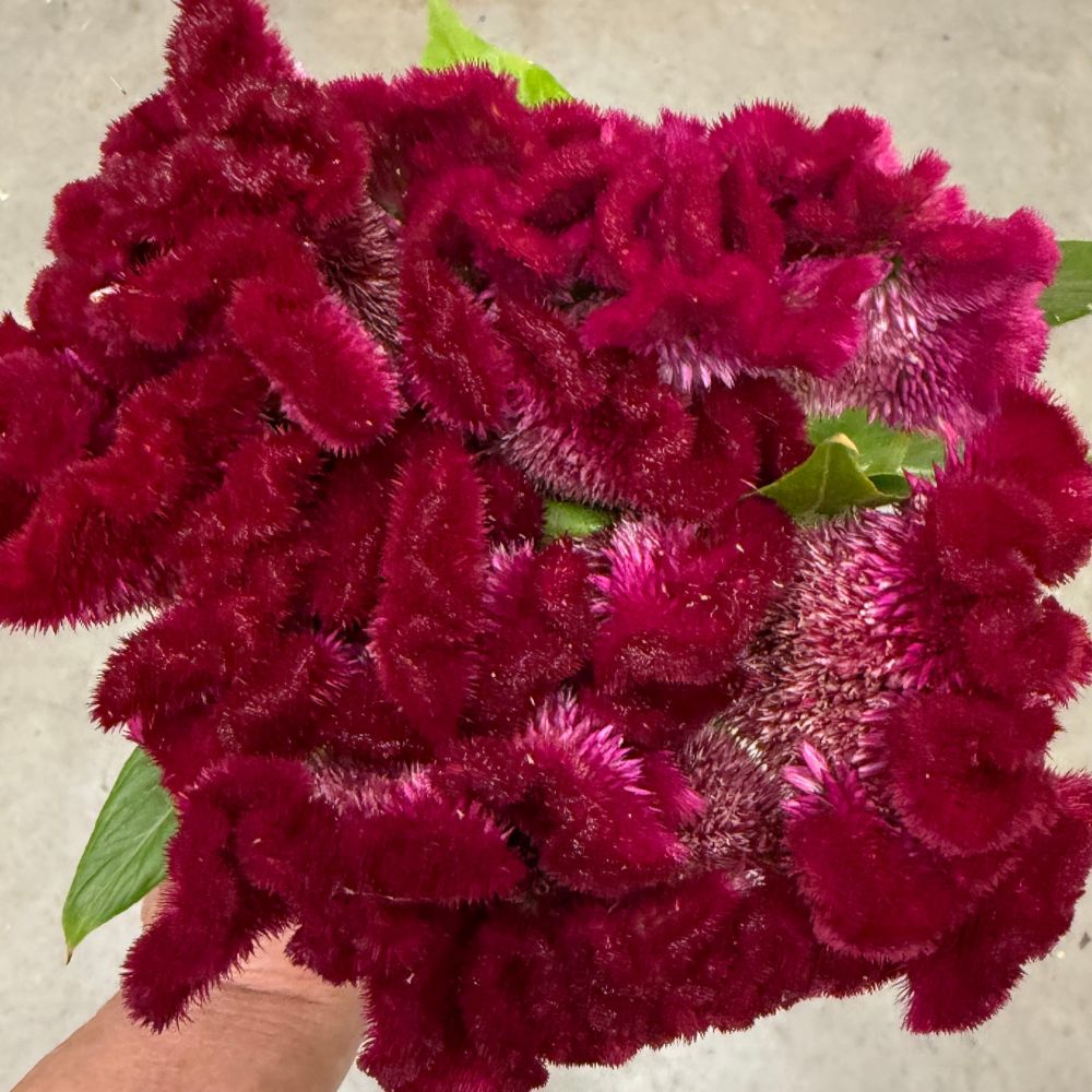 Celosia, Cockscomb, Cramer’s Burgundy