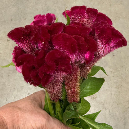 Celosia, Cockscomb, Cramer’s Burgundy