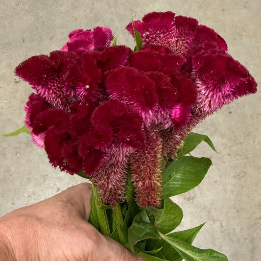 Celosia, Cockscomb, Cramer’s Burgundy