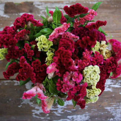 Celosia, Cockscomb, Cramer's Mix