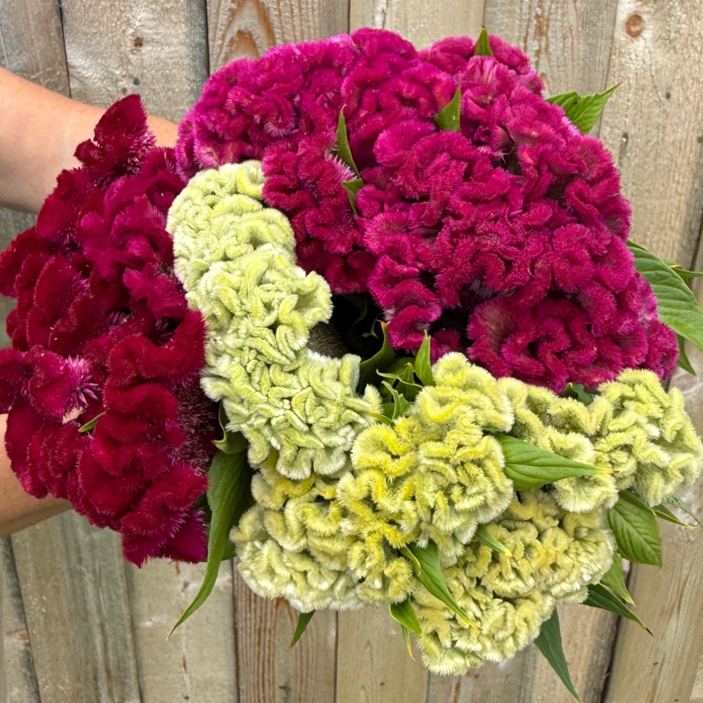Celosia, Cockscomb, Cramer’s Burgundy