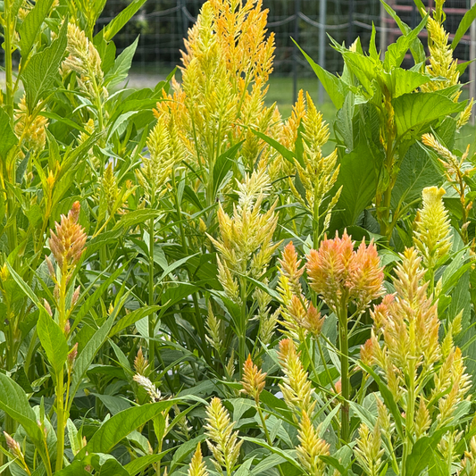 Celosia, Plume, Shimmer