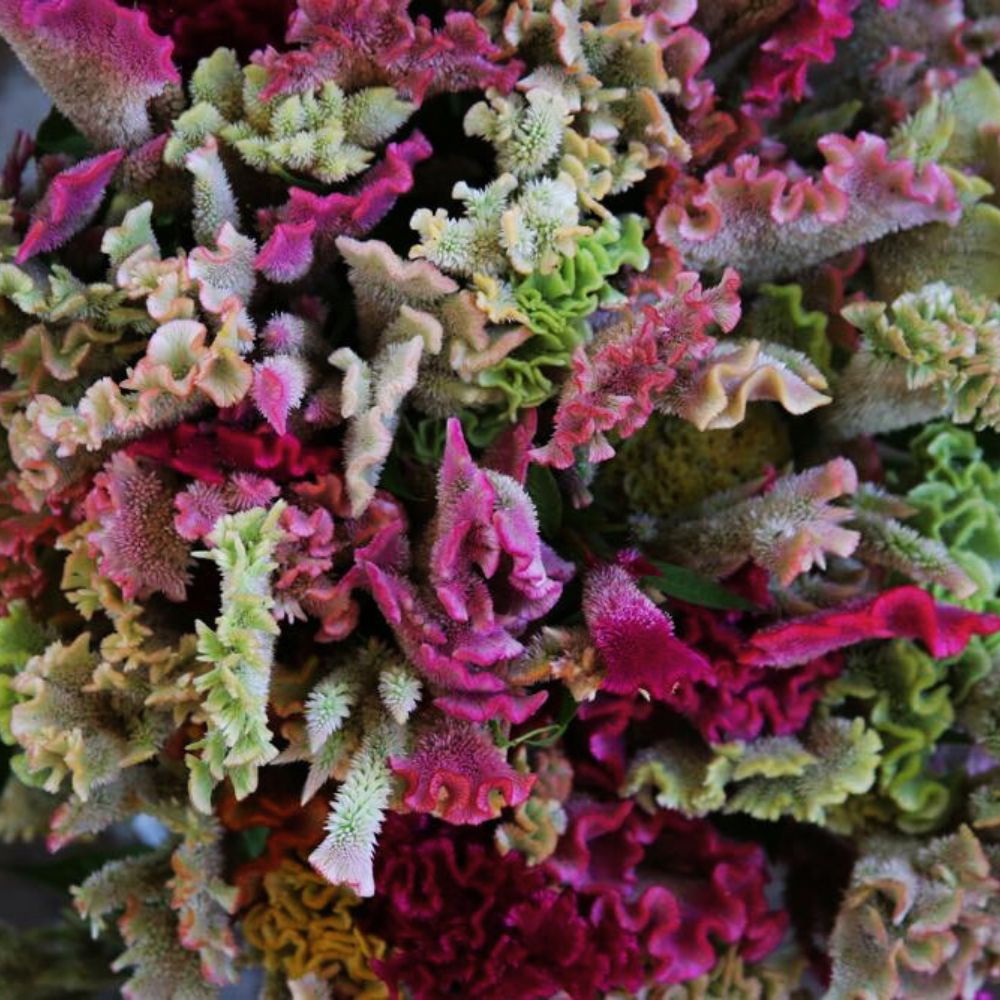 Celosia, Cockscomb, Supercrest Mix