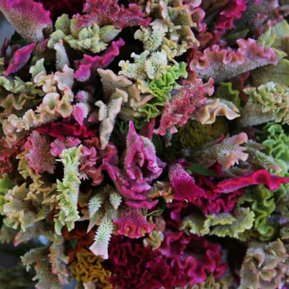 Celosia, Cockscomb, Supercrest Mix