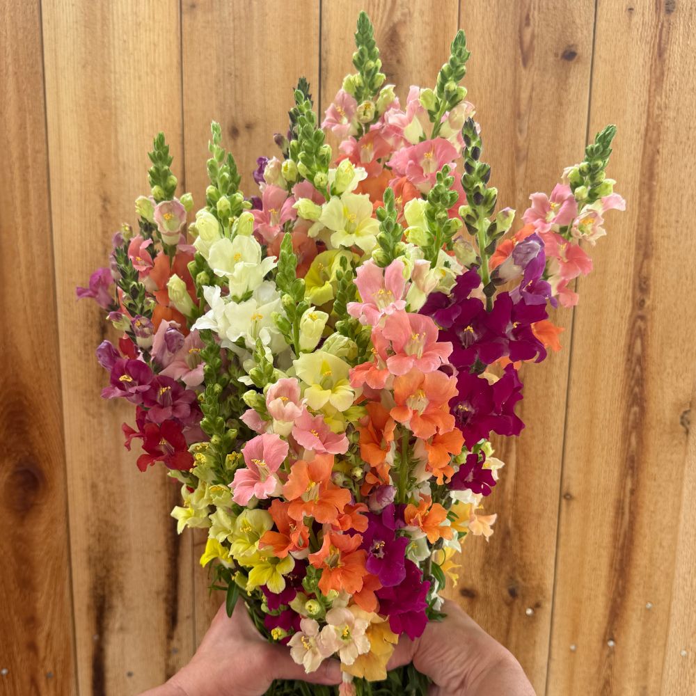 Snapdragon, Chantilly Mix