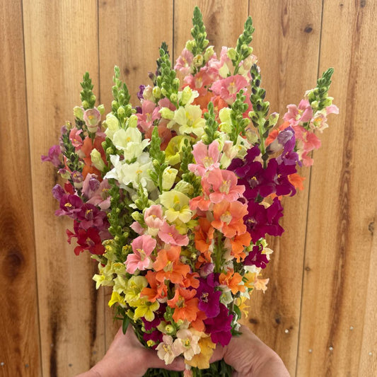 Snapdragon, Chantilly Mix