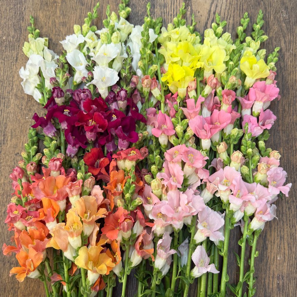 Snapdragon, Chantilly Mix