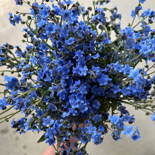 Chinese Forget-Me-Nots, Firmament