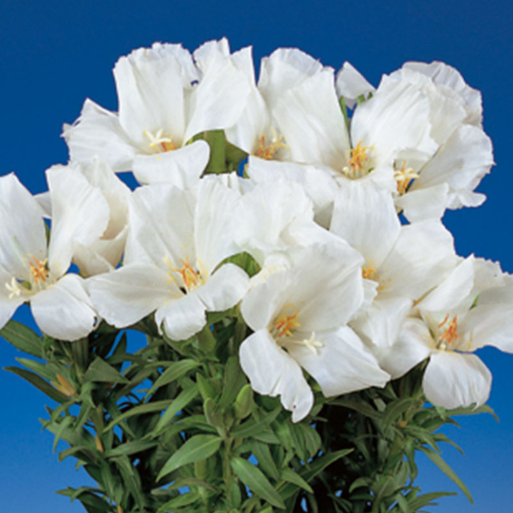 Clarkia white