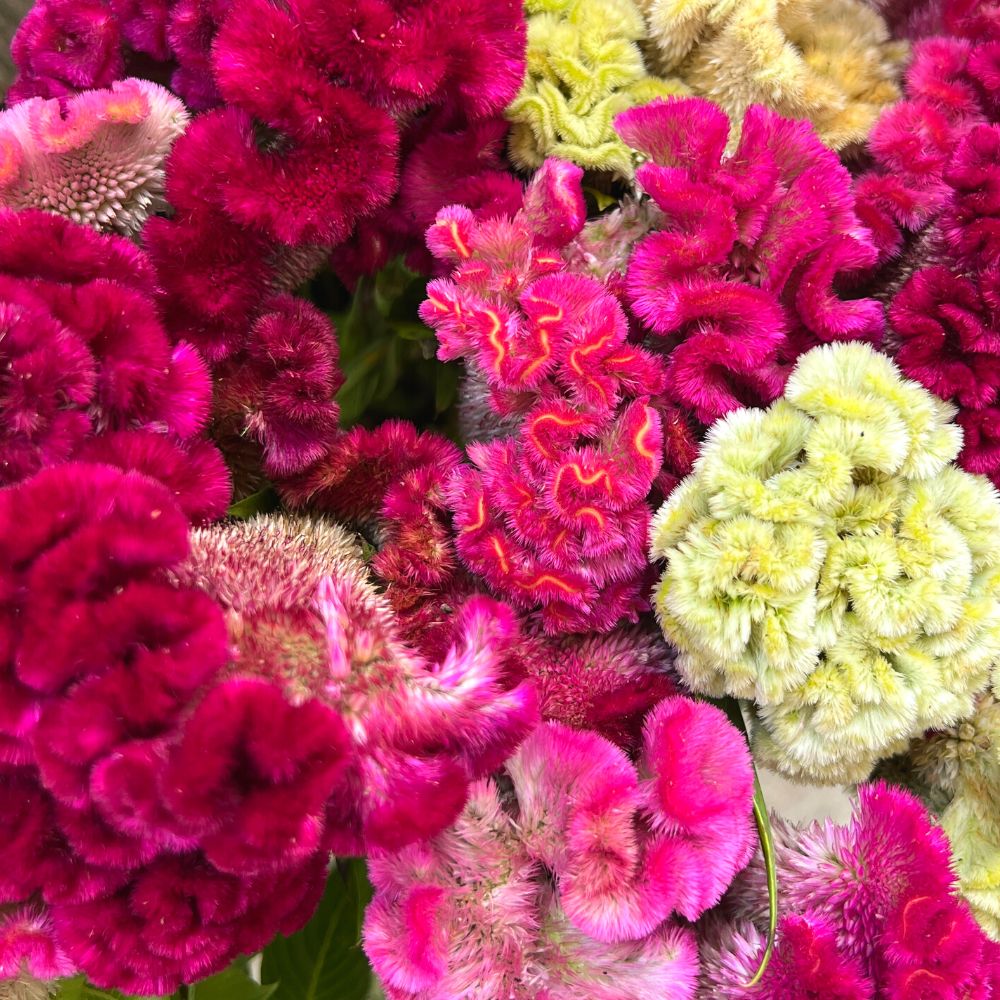 coral gardens mix cockscomb celosia flower jocad 100 seeds Celosia, Cockscomb, Cramer's Mix