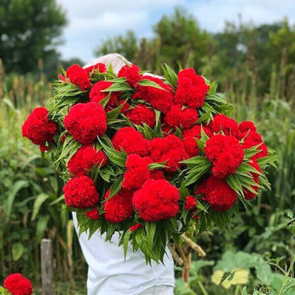 Celosia Cristata Giant Rosso Comune Cockscomb Semi di Fiori Annuali Celosia Cristata Giant Rosso Comune Cockscomb Semi di Fiori Annuali