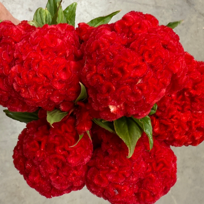 Celosia, Cockscomb, Higyoku Green Stem