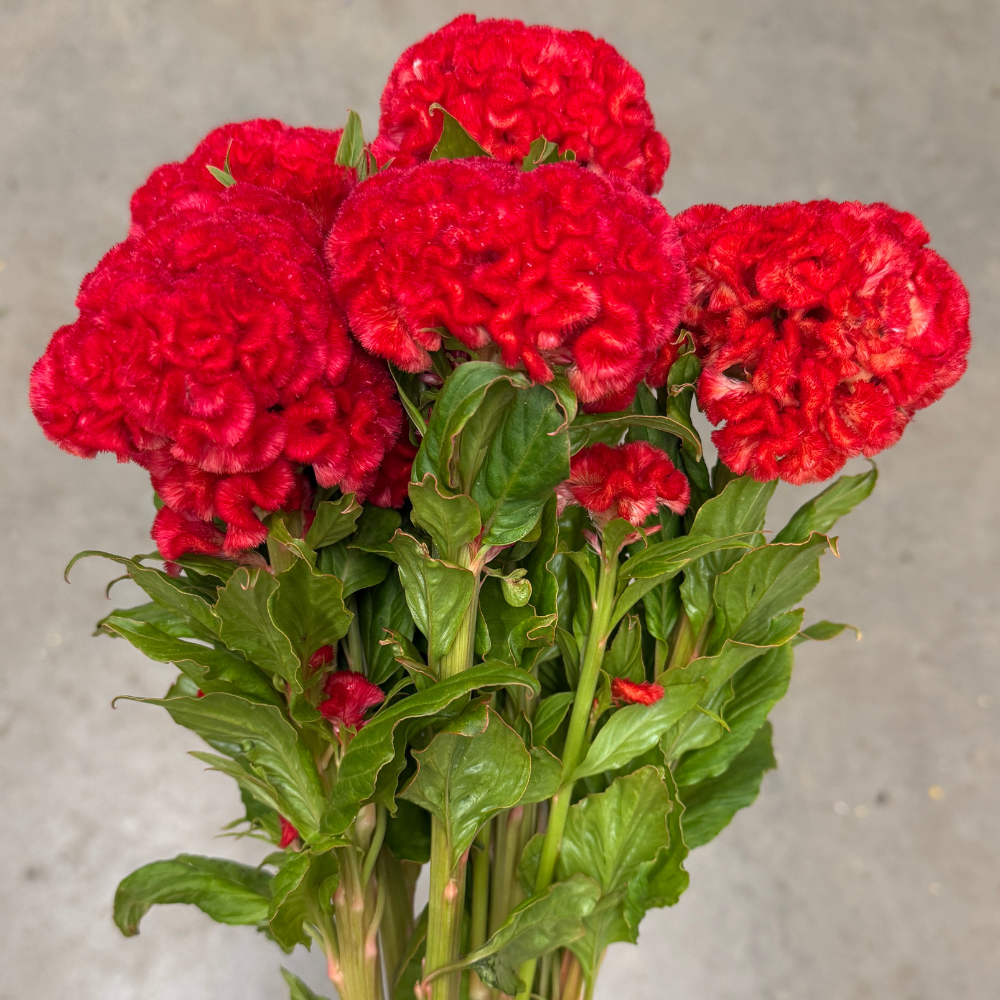 Celosia, Cockscomb, Higyoku Green Stem - The Gardener's Workshop