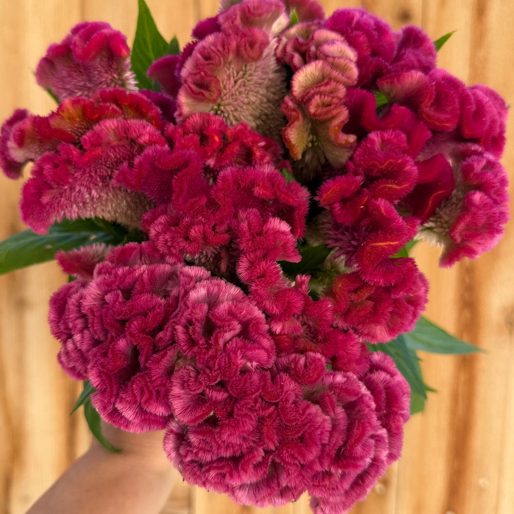 Celosia, Cockscomb, Cramer's Rose
