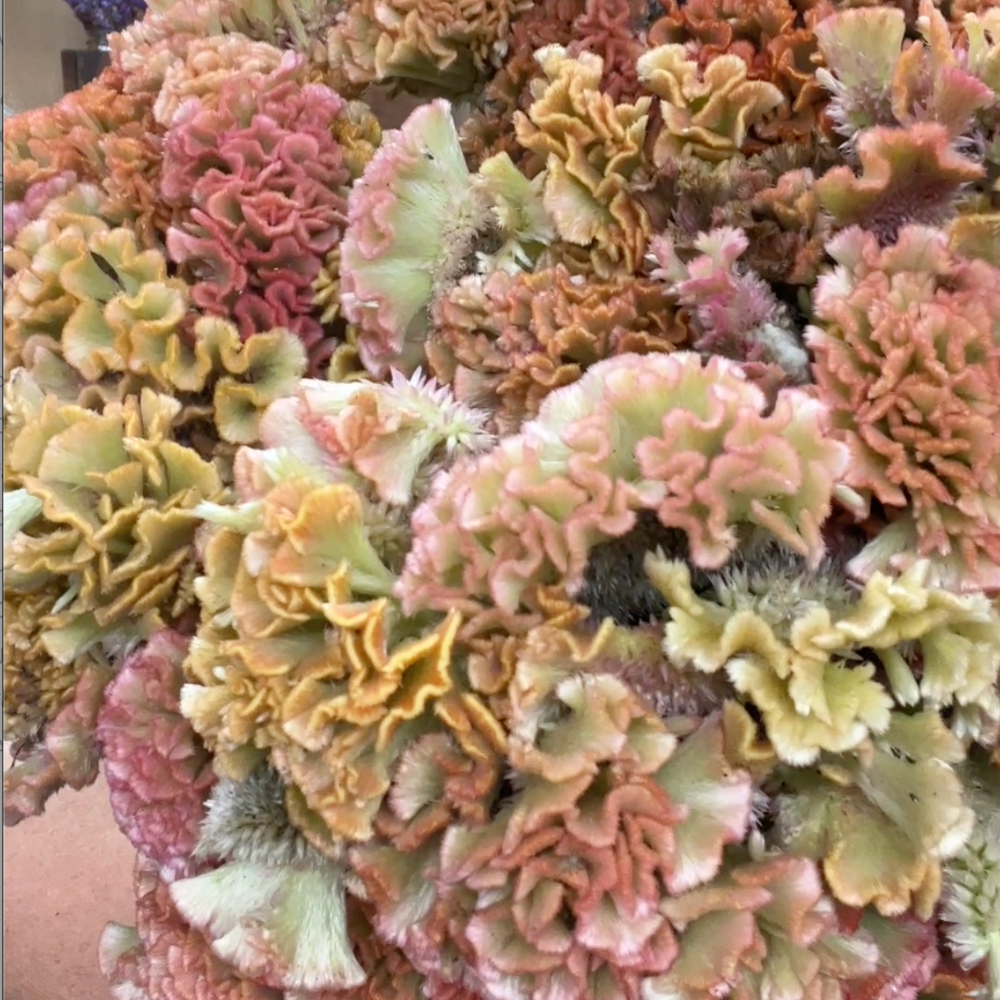 Celosia, Cockscomb, Crystal Beauty