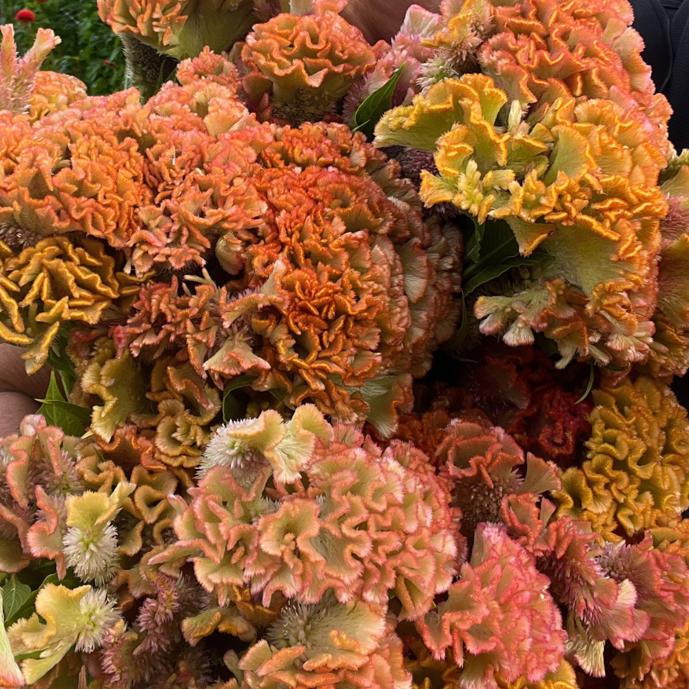 Celosia, Cockscomb, Crystal Beauty