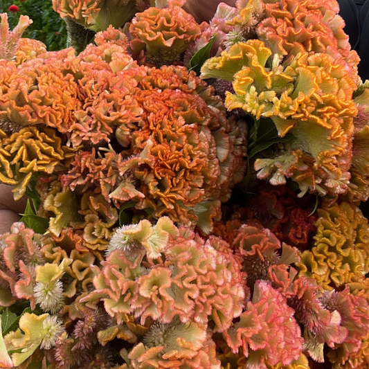Celosia, Cockscomb, Crystal Beauty