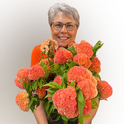Celosia, Cockscomb, Orange Queen Improved