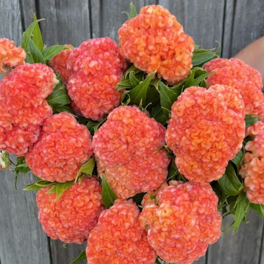 Celosia, Cockscomb, Orange Queen Improved