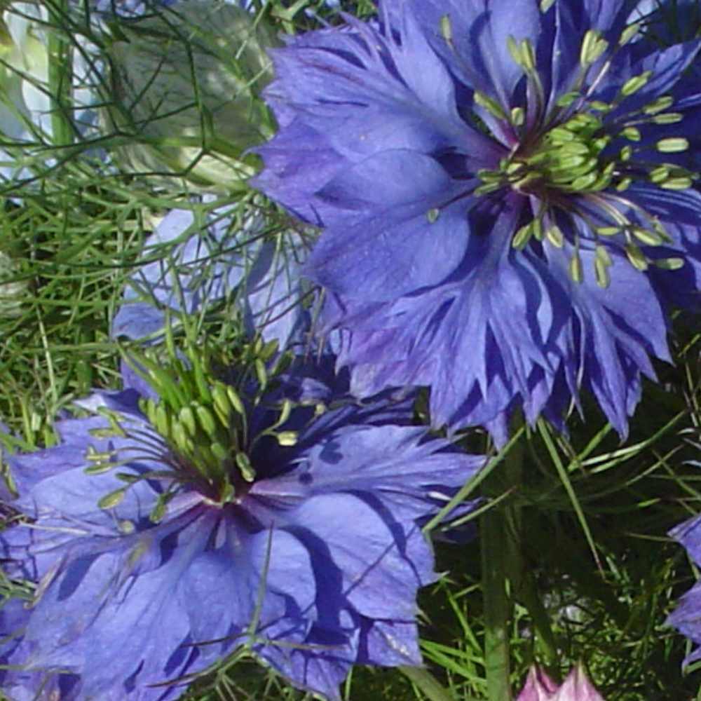 Copy of Love-in-a-Mist, Miss Jekyll Indigo