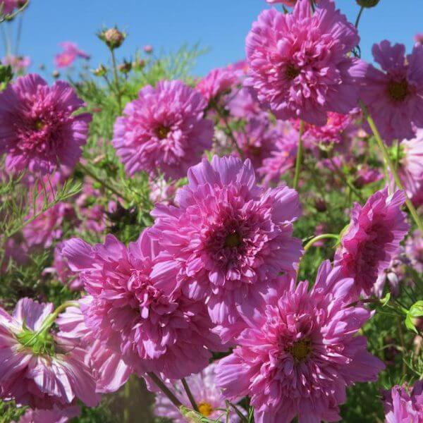 Cosmos Double Click Rose Photo: Hem Genetics 06.2021Cosmos Click Rose.jpg