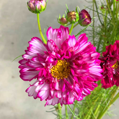 40+ Cosmos 'Double Click' Pink Flower Seeds - Long Lasting Annual, Heat Tolerant