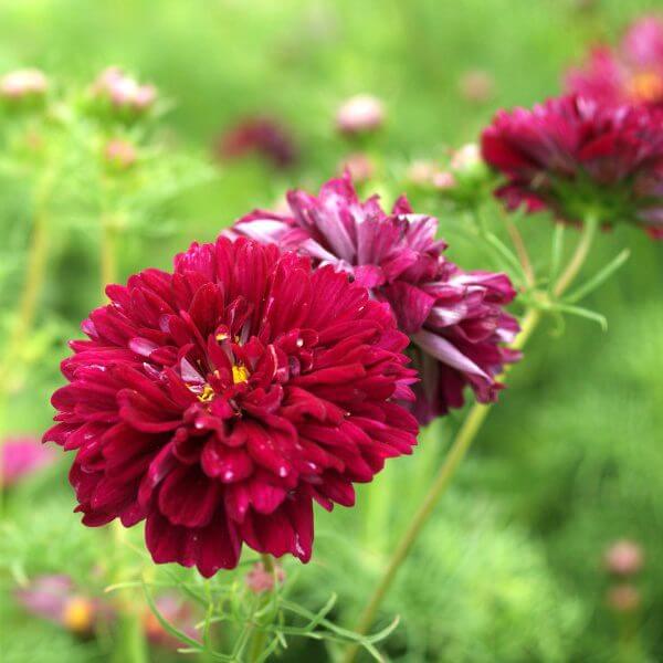 Cosmos bipinnatus double Click Cranberries 600 72dpi