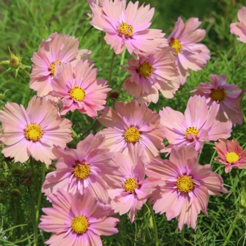 Cosmos, Apricotta