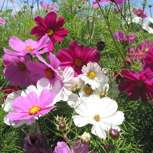 Cosmos, Sensation Mix
