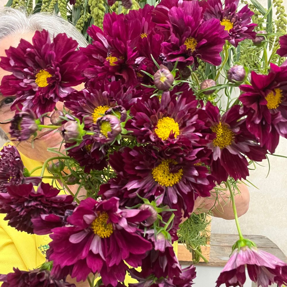 Cosmos, Double Click Cranberries