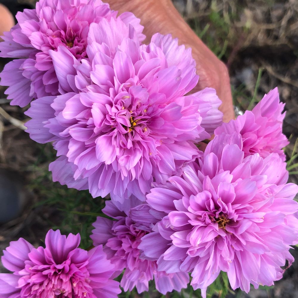 Cosmos, Double Click Rose Bonbon – The Gardener's Workshop