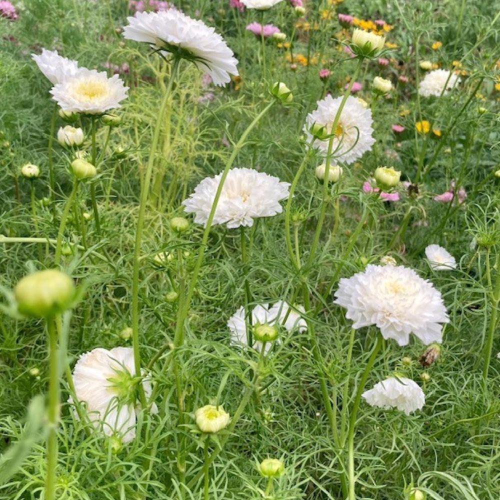Cosmos, Double Click Snow Puff