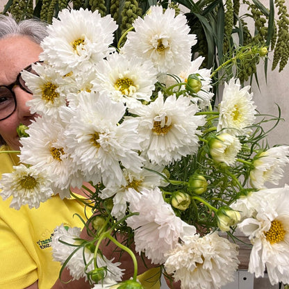 Cosmos, Double Click Snow Puff