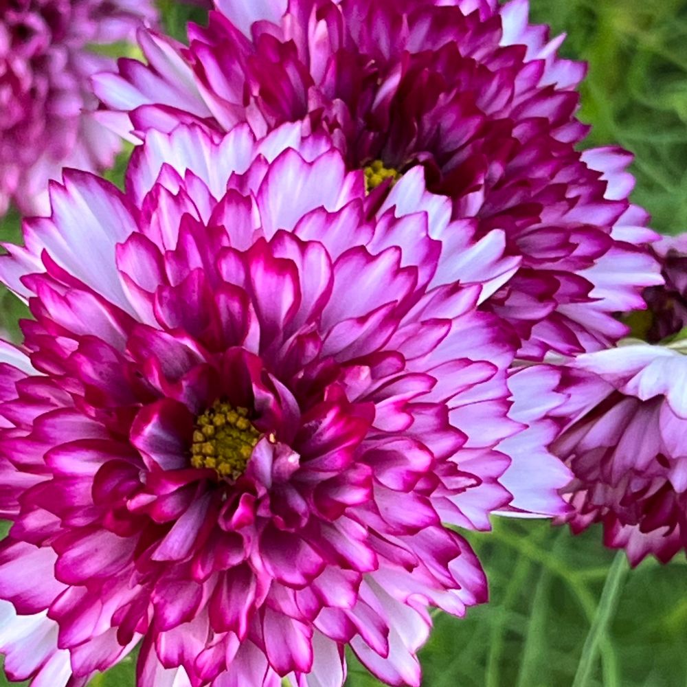 Cosmos, Double Click Violet Bicolor