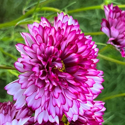 Cosmos, Double Click Violet Bicolor