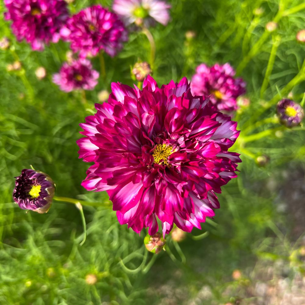 Cosmos, Double Click Violet Bicolor