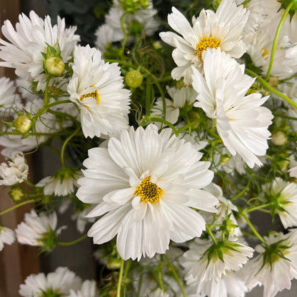 Cosmos, Fizzy White