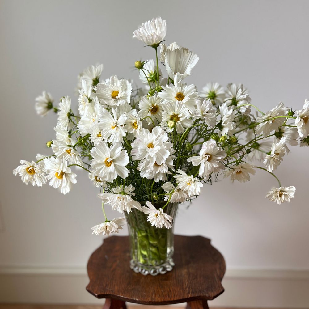 Cosmos, Fizzy White