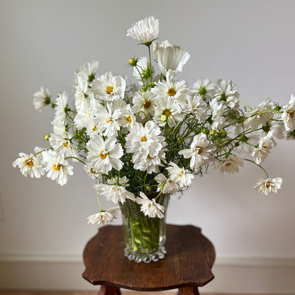 Cosmos, Fizzy White