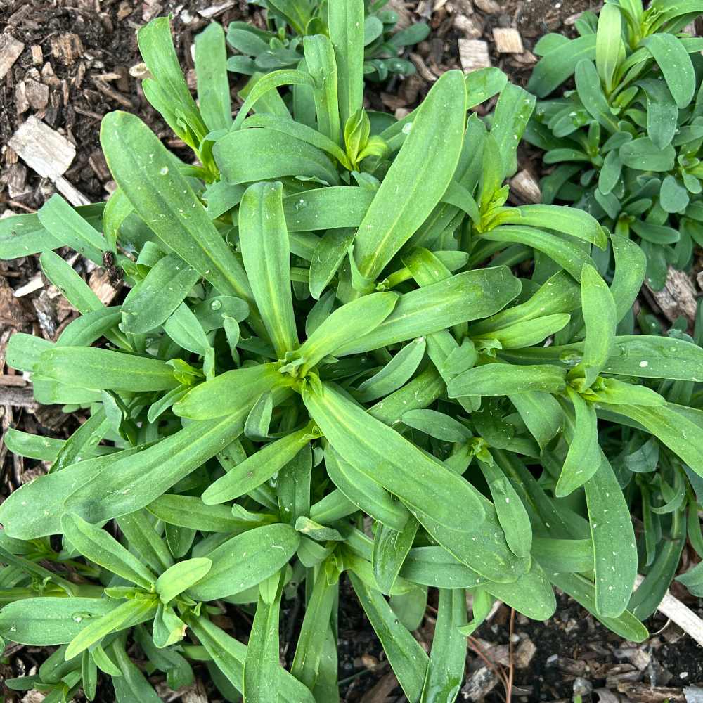 Covent Baby’s Breath seedling