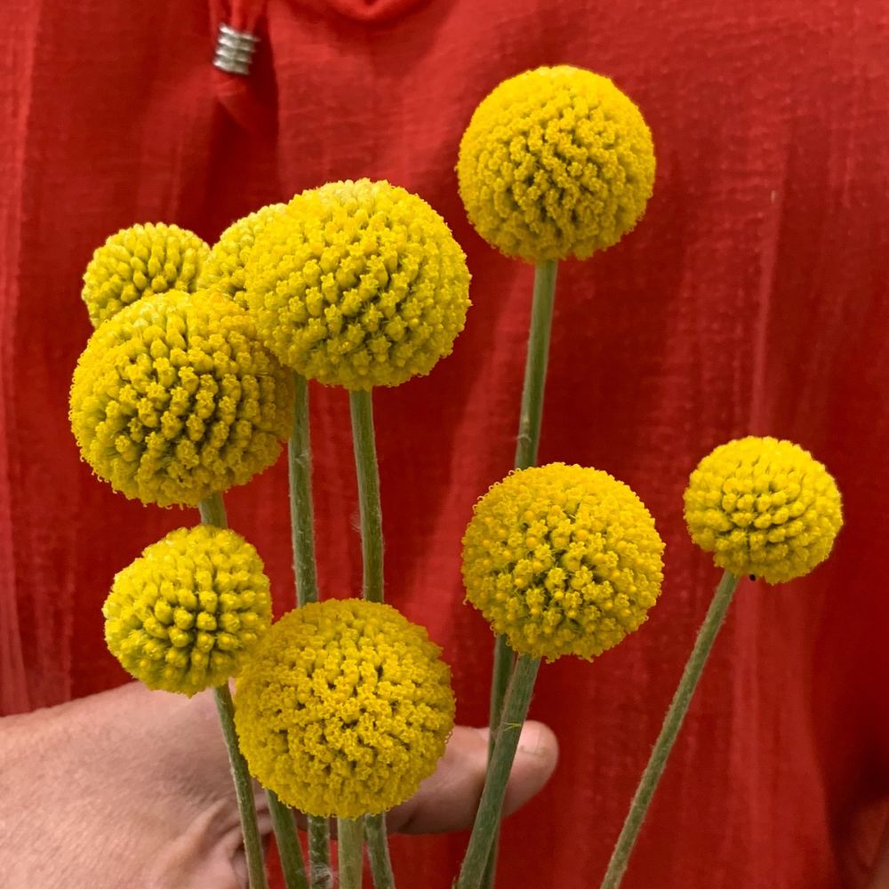 Craspedia, Sun Ball