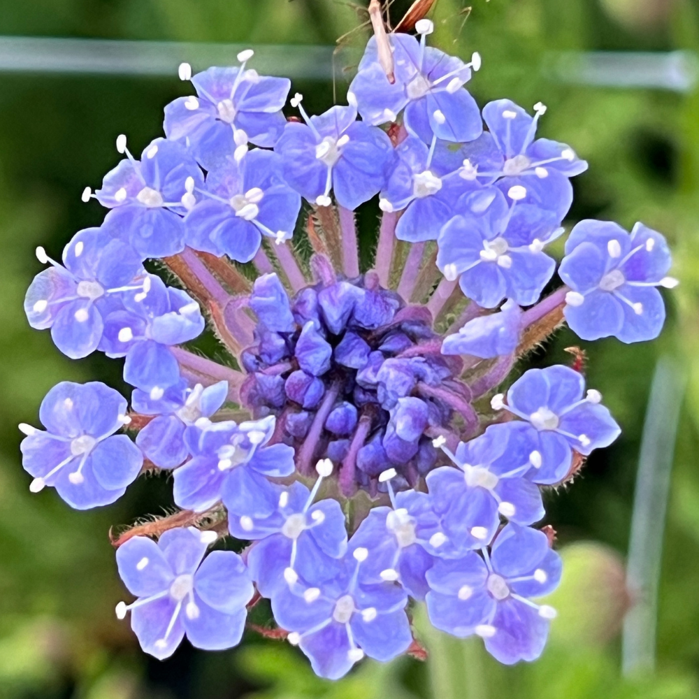 lavender lace plant Didiscus, 'Lacy Lavender Blue'
