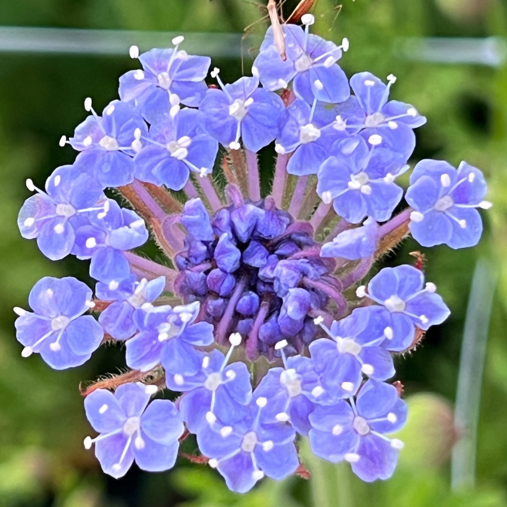 Didiscus ‘Lacy Lavender Blue’ (3)