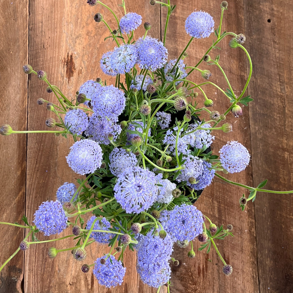 Didiscus ‘Lacy Lavender Blue’